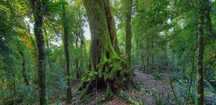 Antarctic Beech Trees - Springbrook  - QLD T (PB5D 00 U3A3936)